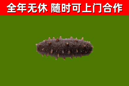桦甸回收海参干